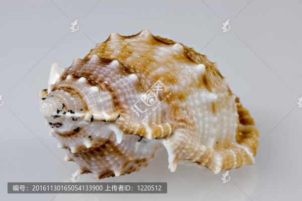 貝殼