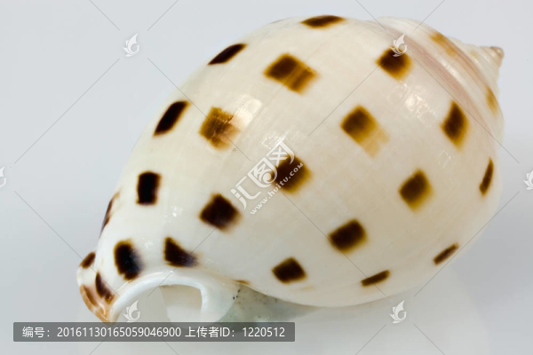 貝殼
