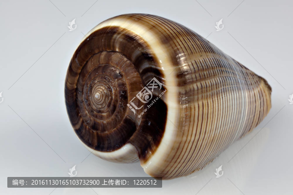 錐殼