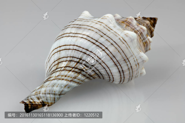 嬰兒紅foxhead貝殼