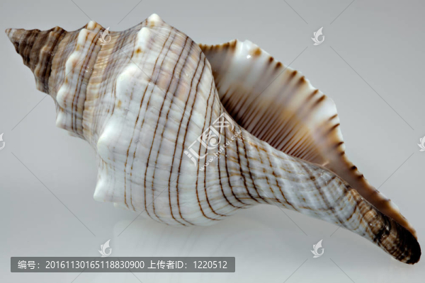 嬰兒紅foxhead貝殼