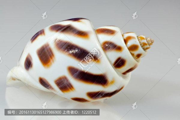 Brown,Babalonia的貝殼中