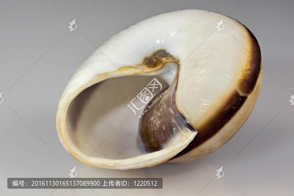 大蝸牛殼