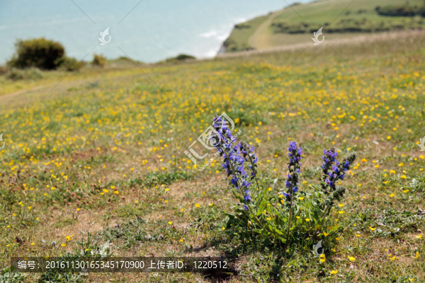 毒蛇的Bugloss（Echium大麥）在比奇角懸崖邊緣生長