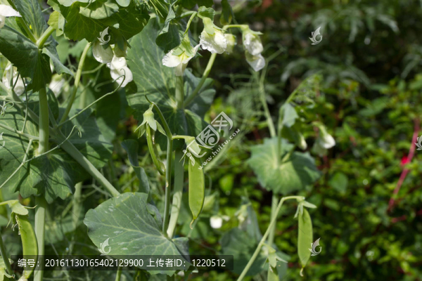 豌豆莢的生長(zhǎng)