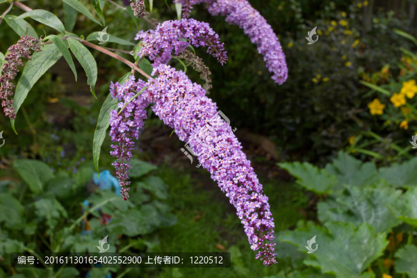 buddlia