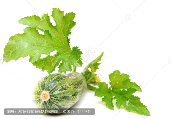 新鮮的南瓜果實，綠色的葉子和花，孤立在白色背景