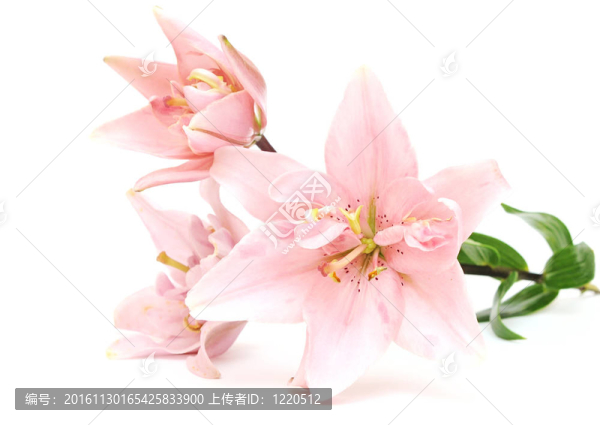 白色背景上的粉紅色百合