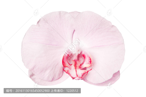 一個盛開的蘭花