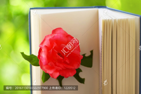 Pink,Rose書。