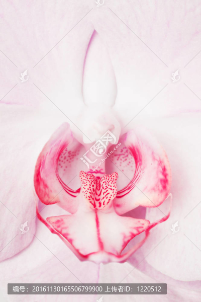 蘭花特寫