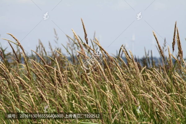 高高的棕草