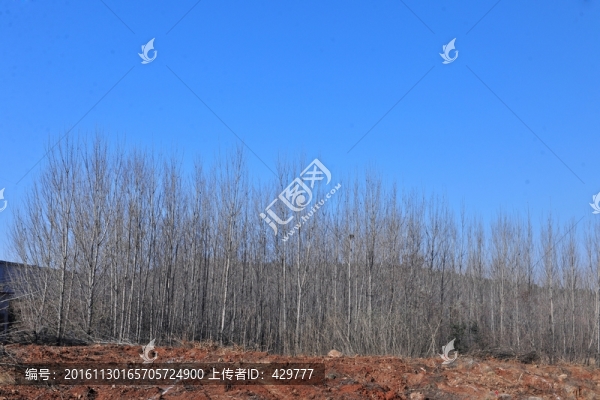 樹林