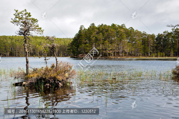 Loch,Eilein的風景