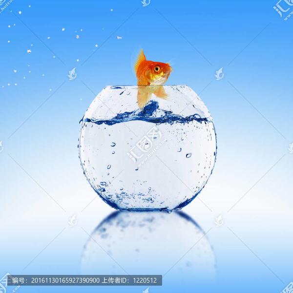 在一個(gè)魚缸里的金魚