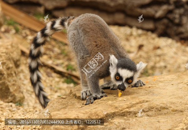 環(huán)尾狐猴
