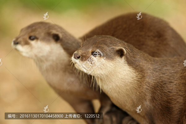 歐洲水獺