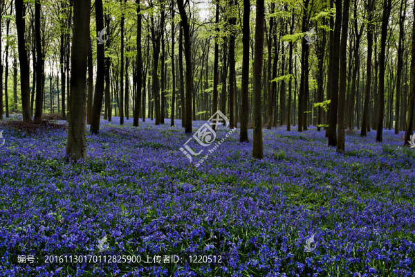 風(fēng)信子Wepham,Woods