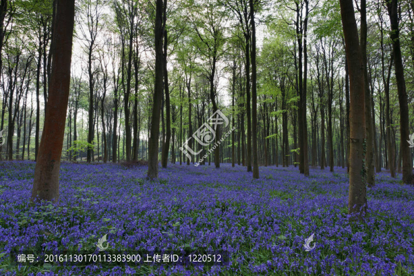風(fēng)信子Wepham,Woods