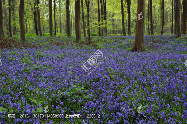 風(fēng)信子Wepham,Woods