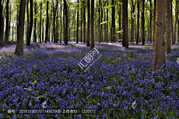 風(fēng)信子Wepham,Woods