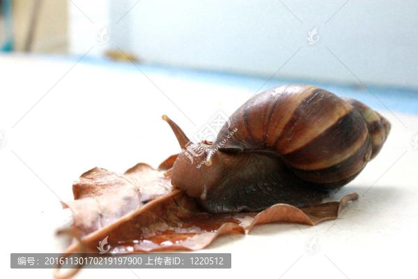 蝸牛吃干葉
