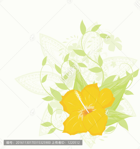 木槿