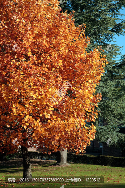 鵝掌楸（Liriodendron,tulipiferain）在東格林斯特德