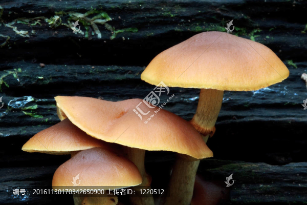 靠近菌/真菌在男子的古樹(shù)林附近的佩特沃思