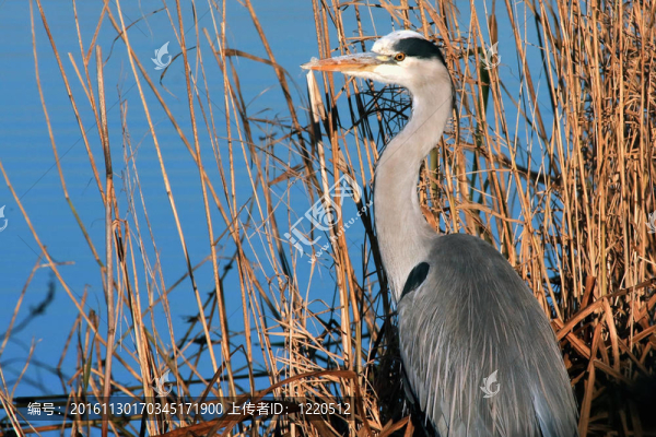 蒼鷺（Ardea,cinerea）觀望