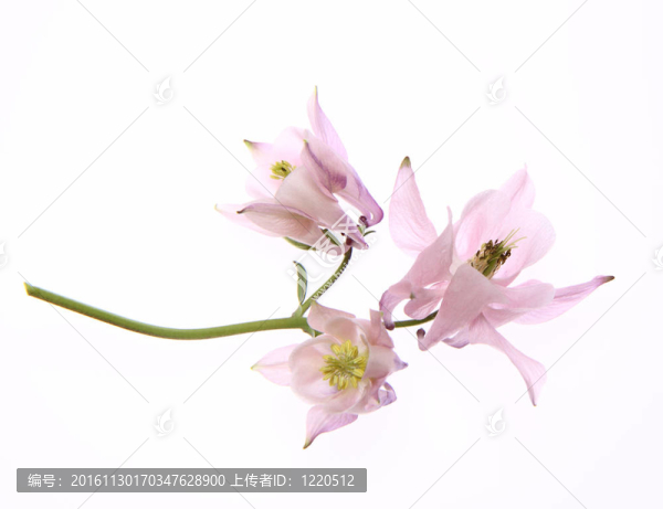 耬斗花