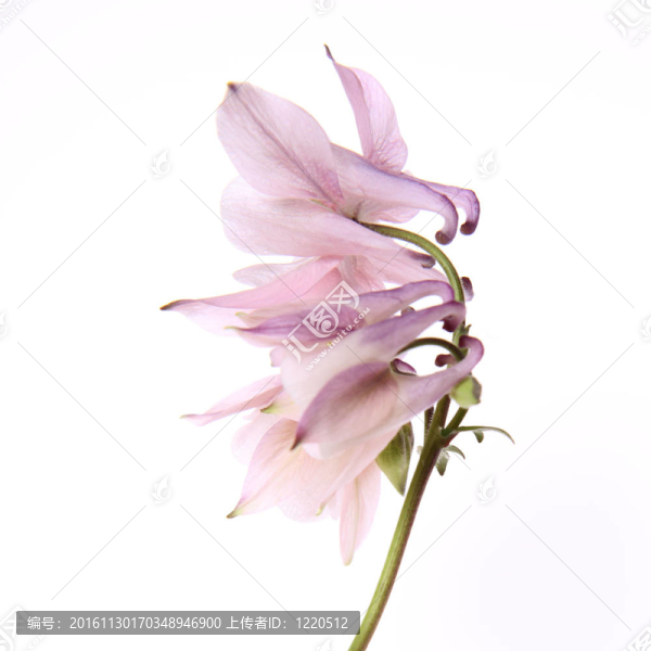 耬斗花