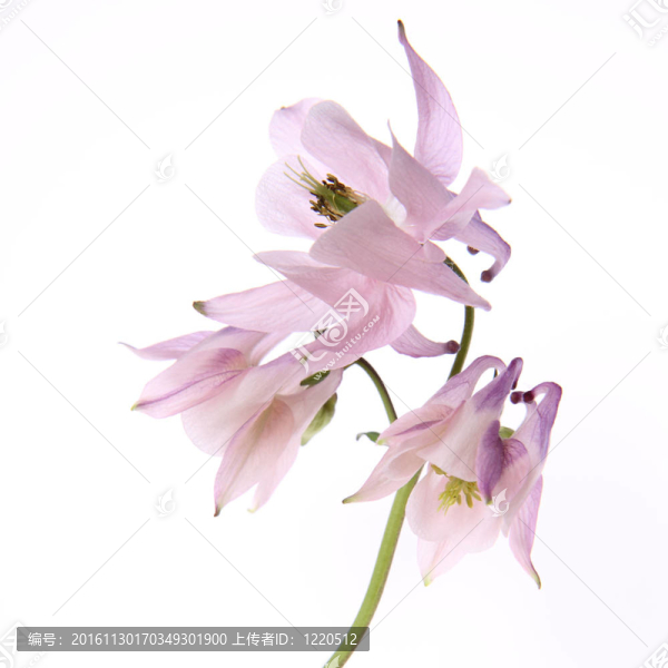 耬斗花