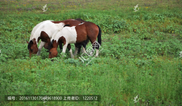 草地上的兩匹馬