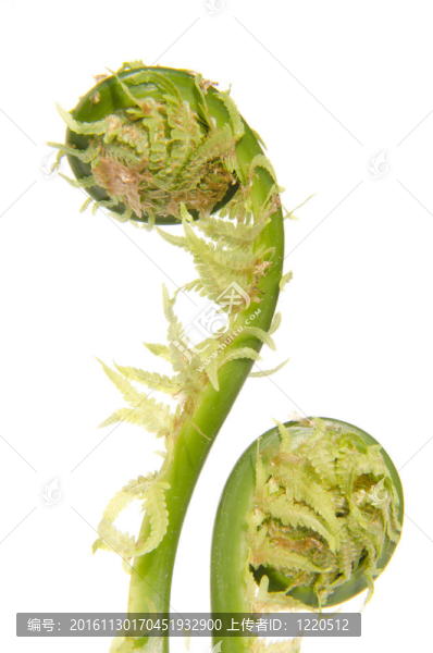 蕨類植物葉莖。