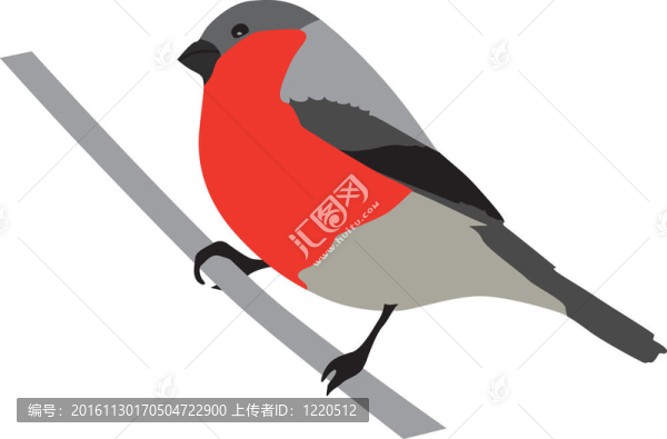 紅腹灰雀