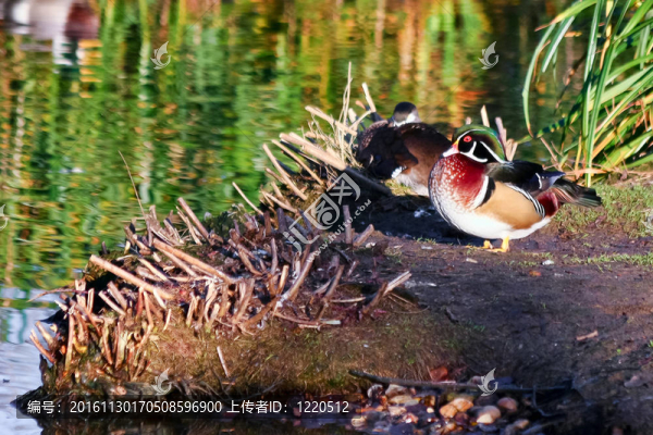 Wood,Duck（Aix,sponsa）