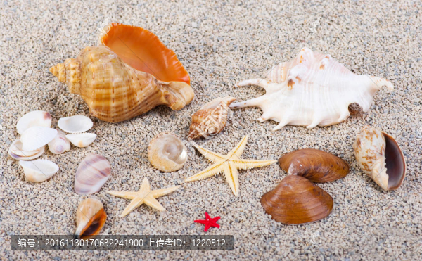 沙灘海洋生物群