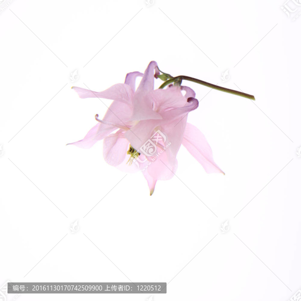 耬斗花
