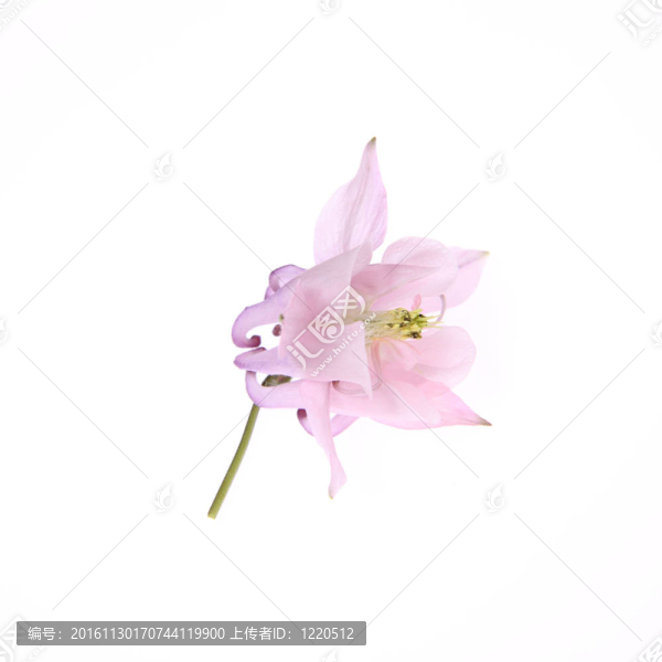 耬斗花