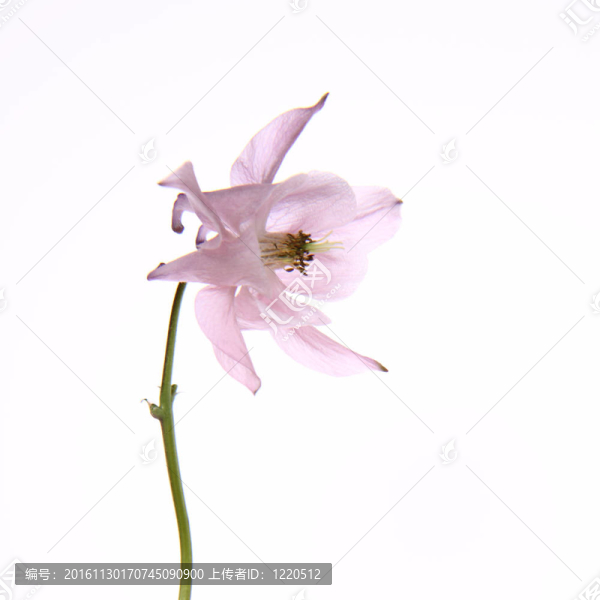 耬斗花