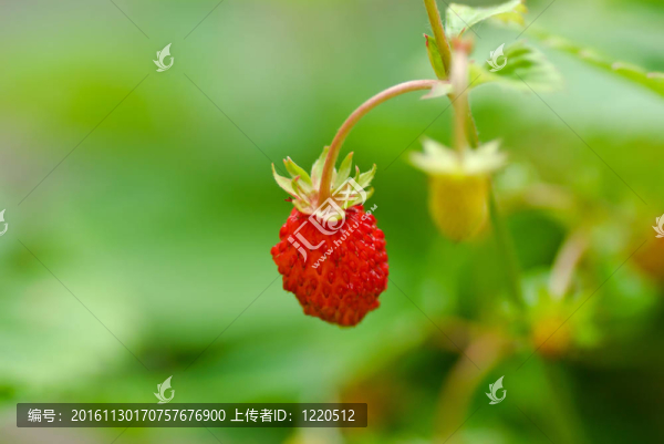 野草莓