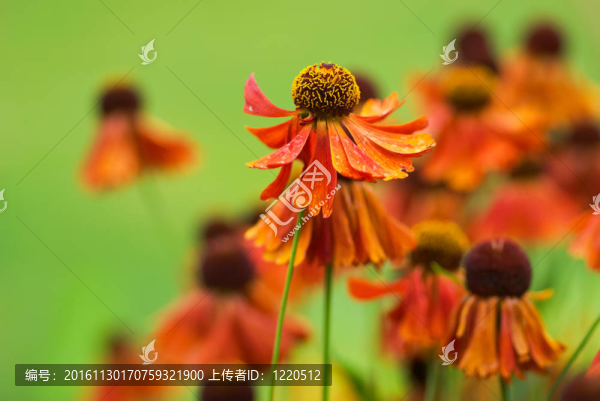 堆心菊的花