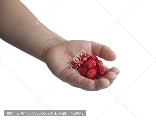 兒童與野生草莓的手