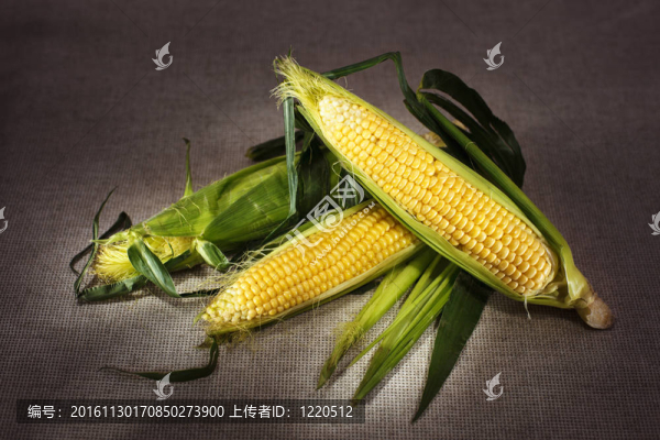 靜物與三印度玉米耳朵灰色亞麻帆布