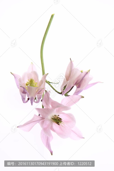 耬斗花
