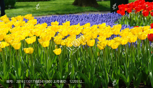 Keukenhof春季花壇