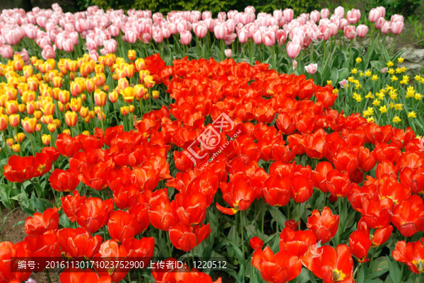 Keukenhof春季花壇