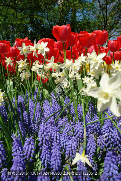 Keukenhof春季花壇