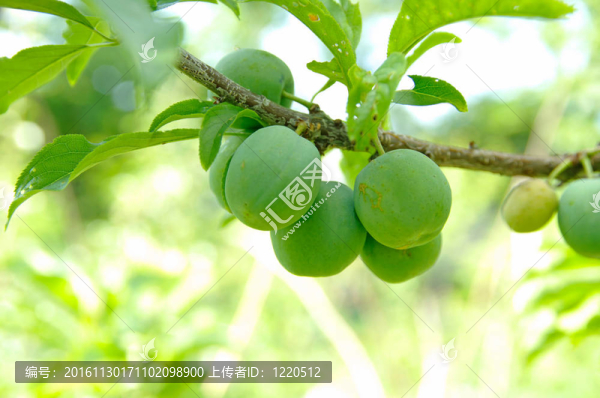 樹上生的綠色李子；